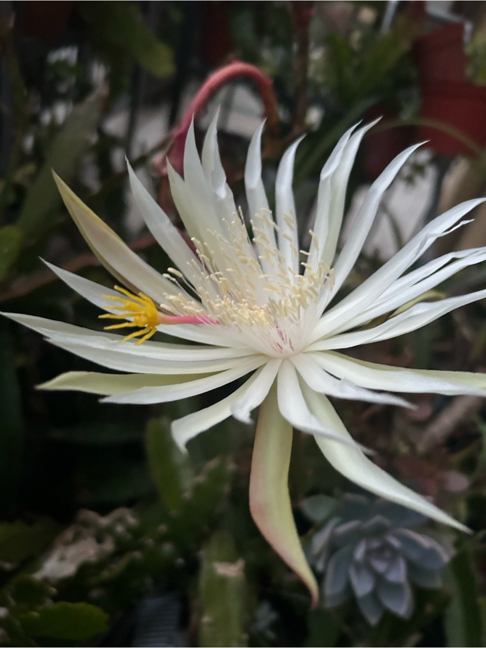 2 Cuttings Fragrance White Hookeri Epiphyllum orchid cactus (with roots) - Picture 5 of 7